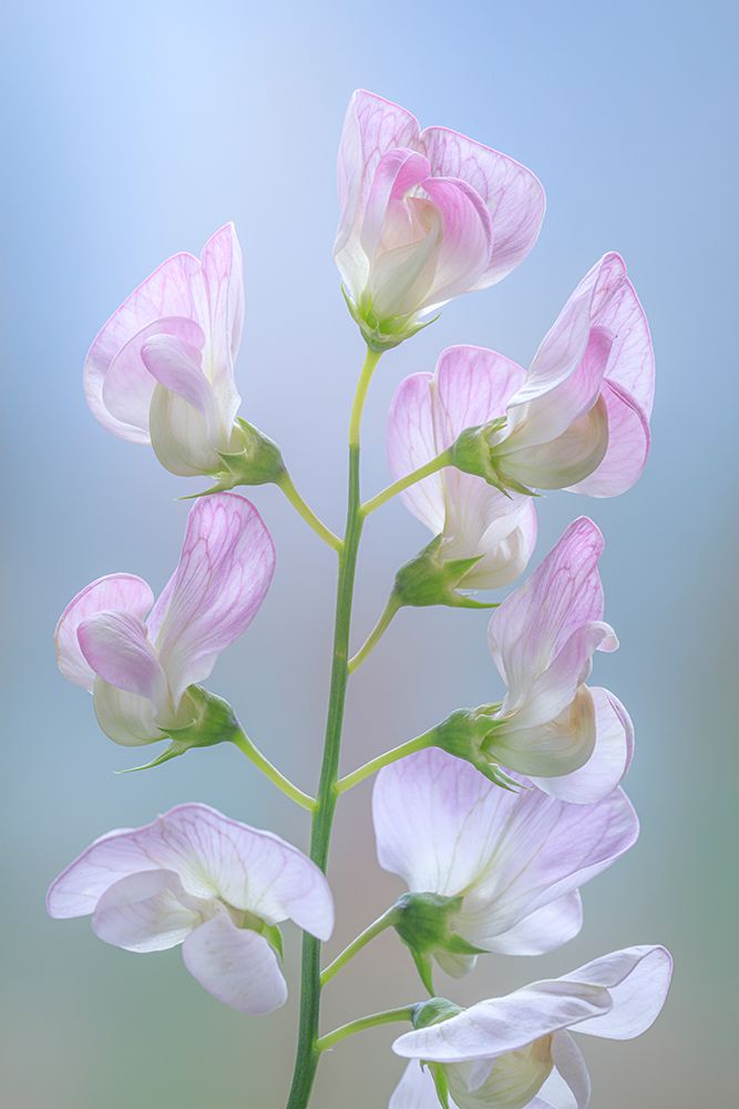 USA, Washington State. Close-up of sweet pea blossoms. art print by Jaynes Gallery for $57.95 CAD