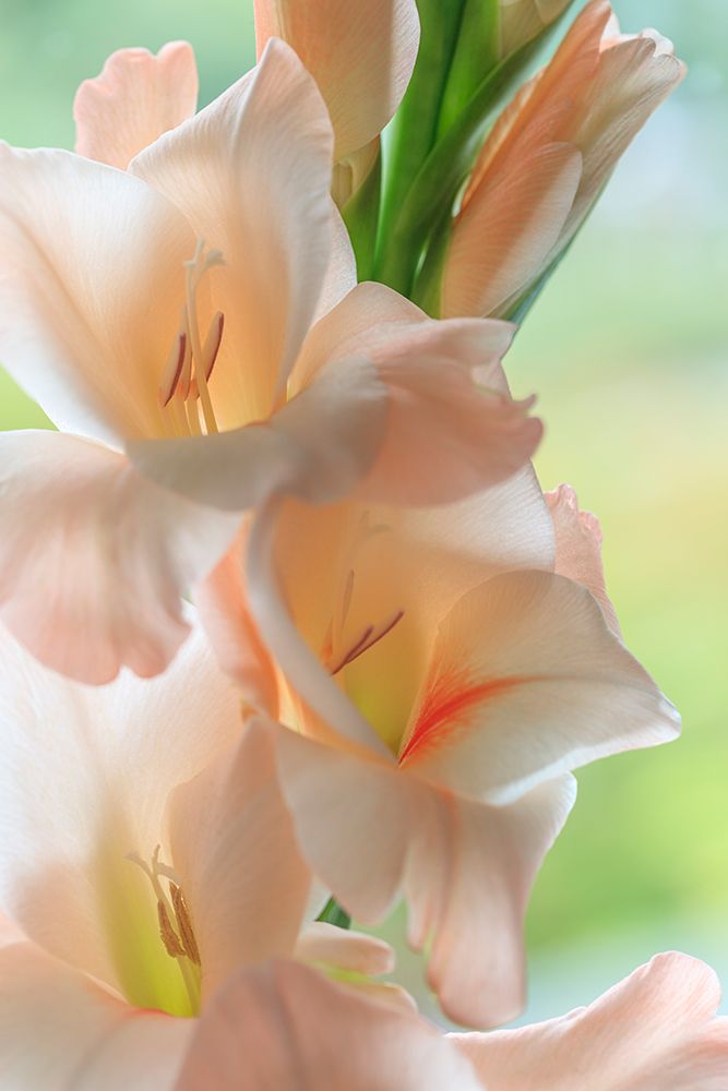 USA, Washington State, Seabeck. Close-up of white gladiola blossoms. art print by Jaynes Gallery for $57.95 CAD