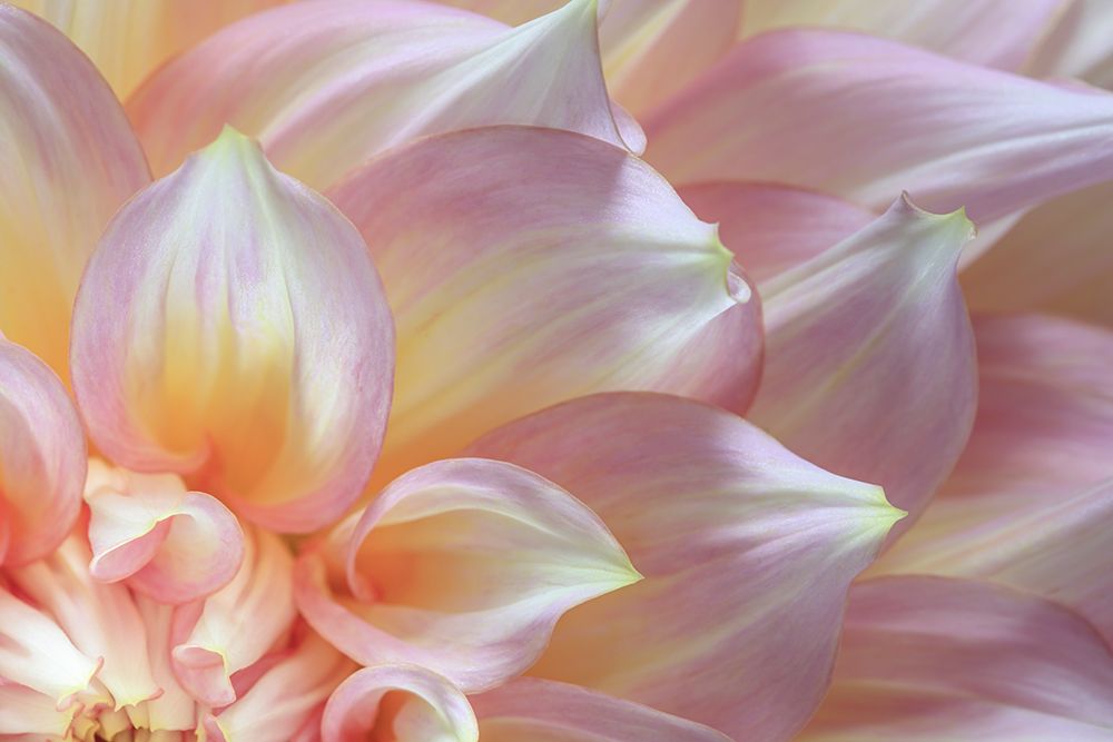 USA, Washington State, Seabeck. Dahlia flower detail. art print by Jaynes Gallery for $57.95 CAD
