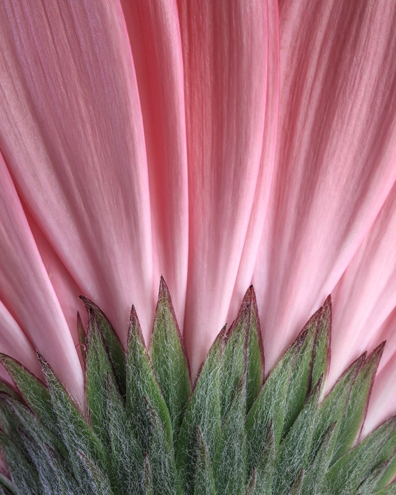 USA, Washington State, Seabeck. Close-up of underside of gerbera daisy. art print by Jaynes Gallery for $57.95 CAD