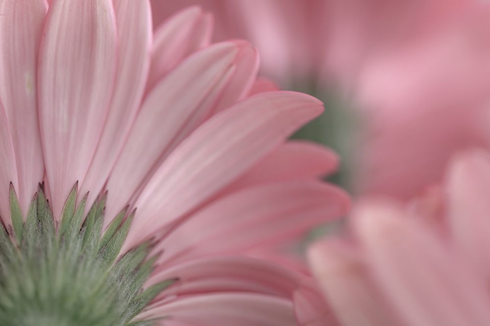 USA, Washington State, Seabeck. Close-up of underside of gerbera daisy. art print by Jaynes Gallery for $57.95 CAD