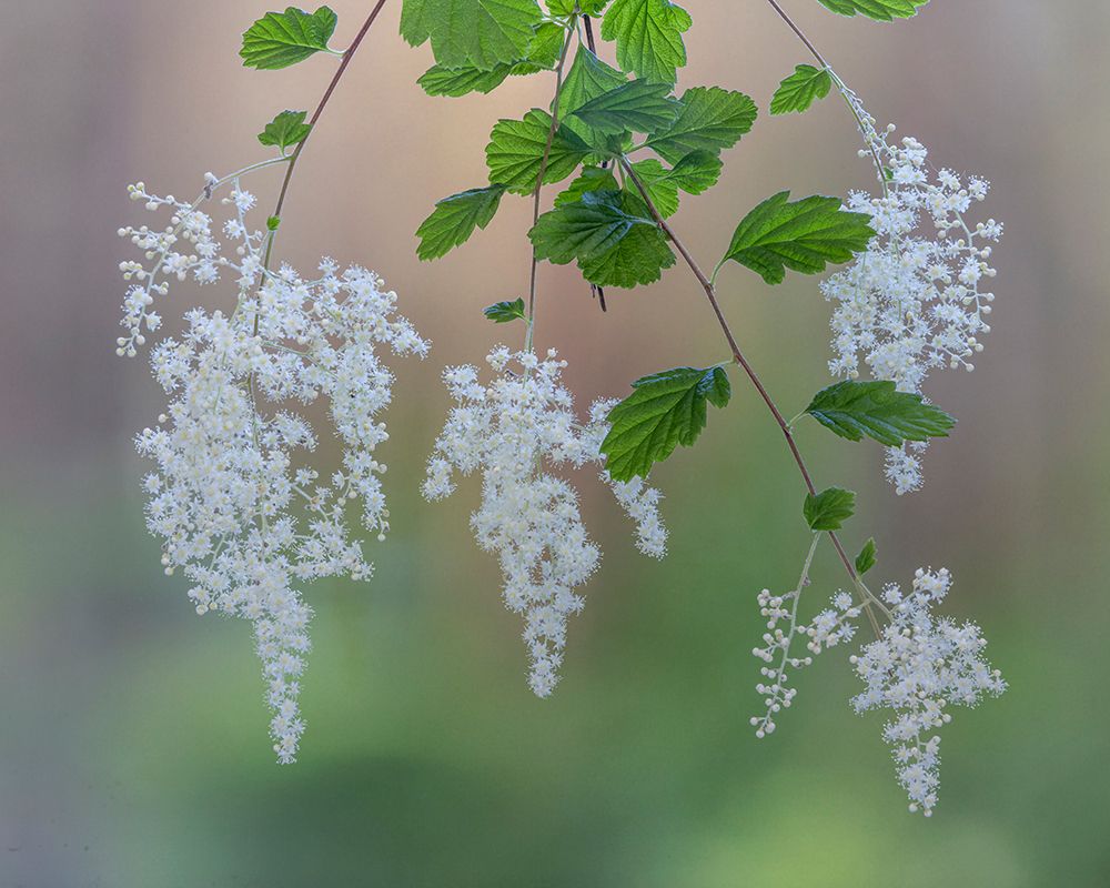 USA, Washington State, Seabeck. Ocean spray flowers on tree limbs. art print by Jaynes Gallery for $57.95 CAD