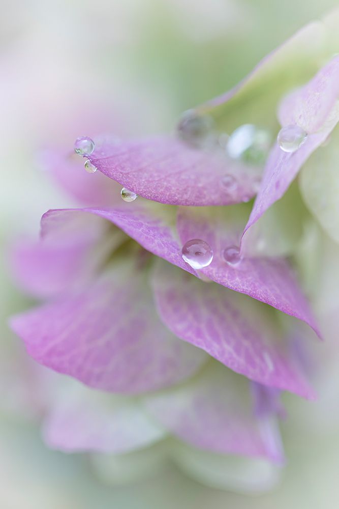 USA, Washington State, Seabeck. Raindrops on ornamental oregano petals. art print by Jaynes Gallery for $57.95 CAD