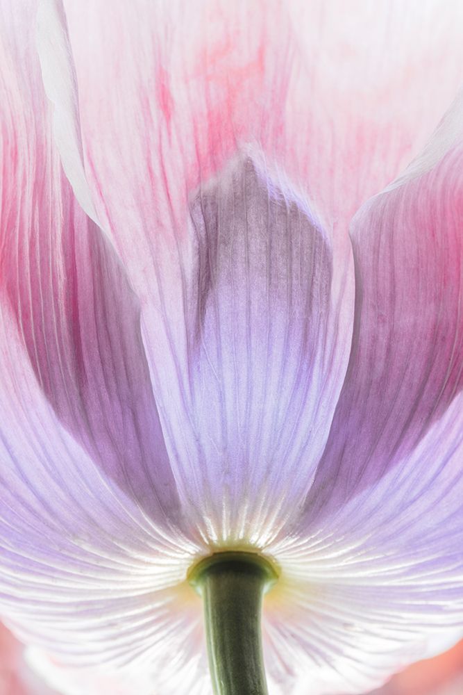 USA, Washington State, Seabeck. Close-up of poppy blossom. art print by Jaynes Gallery for $57.95 CAD