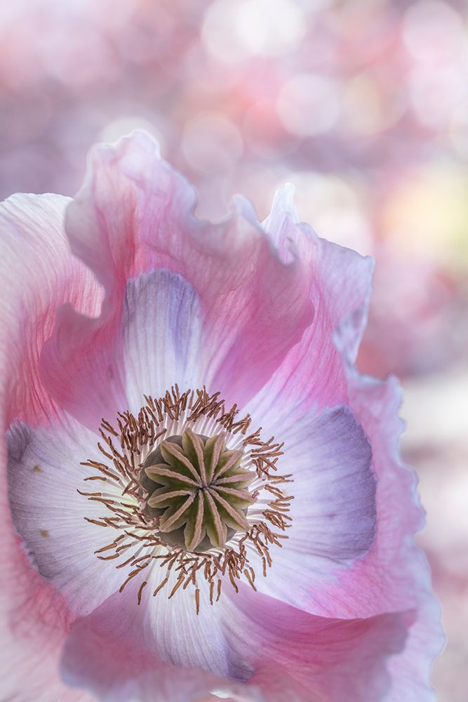 USA, Washington State, Seabeck. Close-up of poppy blossom. art print by Jaynes Gallery for $57.95 CAD