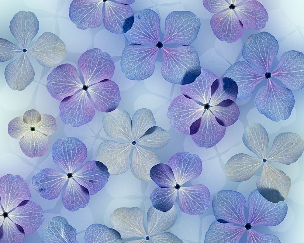 USA, Washington State, Seabeck. Design with hydrangea flowers. art print by Jaynes Gallery for $57.95 CAD