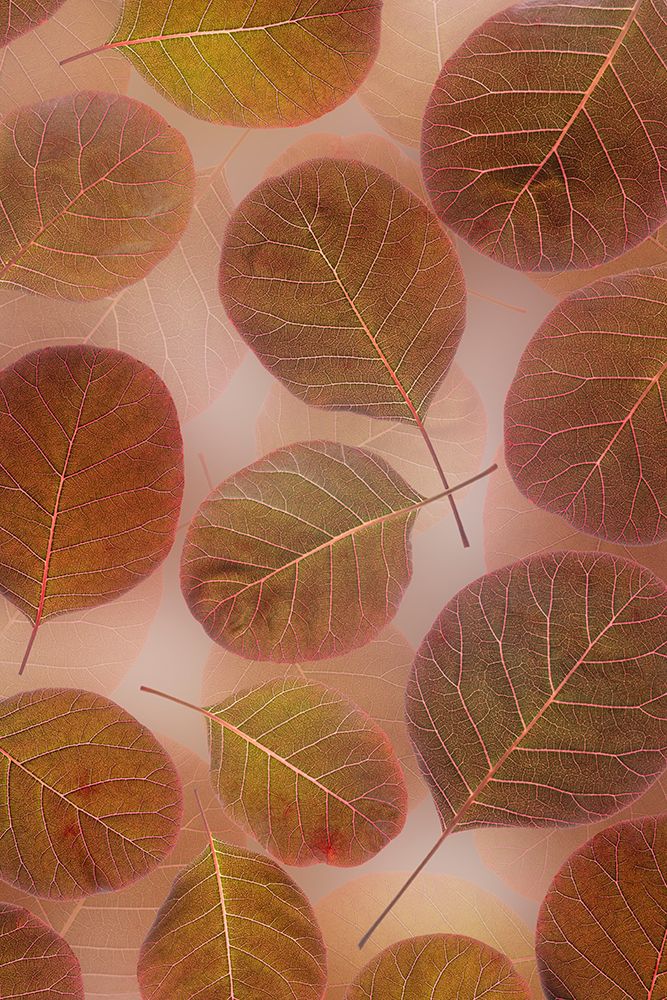 USA, Washington State, Seabeck. Close-up of smoke tree leaves. art print by Jaynes Gallery for $57.95 CAD