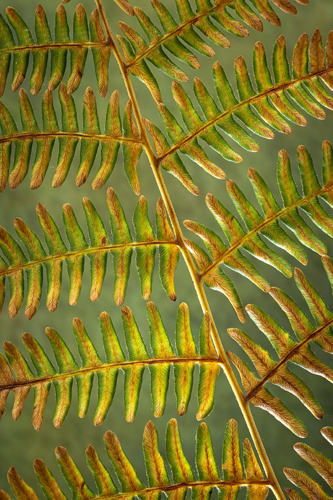 USA, Washington State, Seabeck. Bracken fern detail. art print by Jaynes Gallery for $57.95 CAD