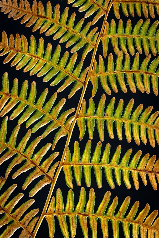 USA, Washington State, Seabeck. Bracken fern detail. art print by Jaynes Gallery for $57.95 CAD