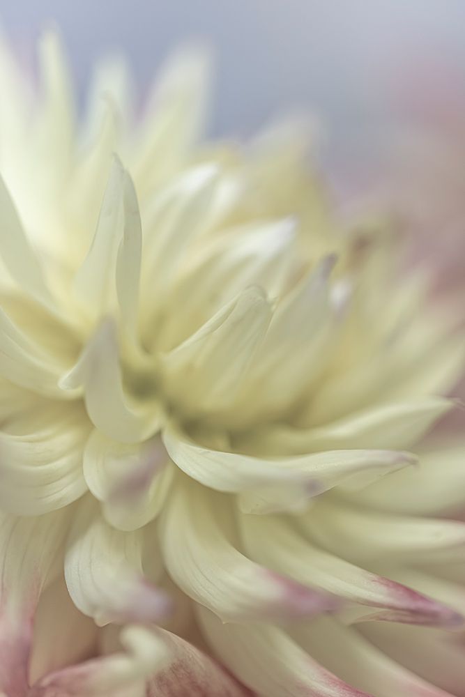 USA, Washington State, Seabeck. Close-up of white dahlia flower. art print by Jaynes Gallery for $57.95 CAD