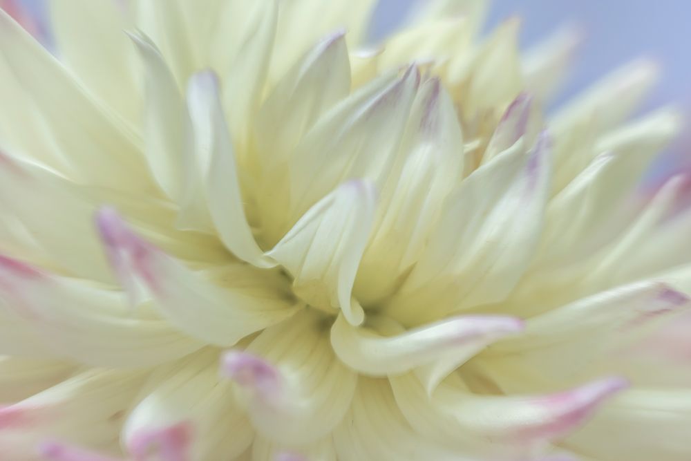 USA, Washington State, Seabeck. Close-up of white dahlia flower. art print by Jaynes Gallery for $57.95 CAD
