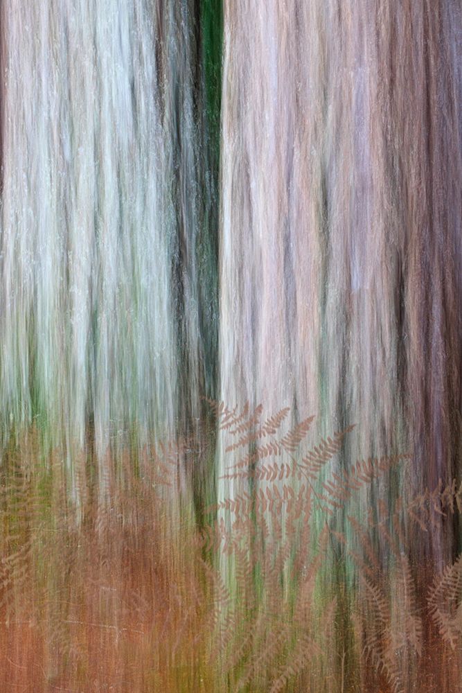 USA, Washington State, Scenic Beach State Park. Composite of bracken ferns and Douglas fir trees. art print by Jaynes Gallery for $57.95 CAD