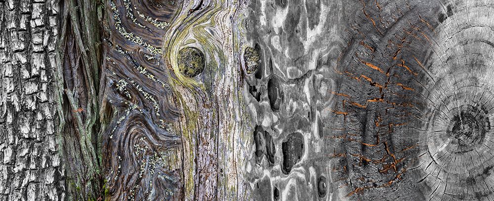 USA, Washington State. Collage panoramic of types of wood. art print by Jaynes Gallery for $57.95 CAD