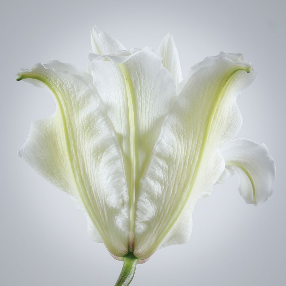 USA, Washington State, Seabeck. Roselily flower close-up. art print by Jaynes Gallery for $57.95 CAD
