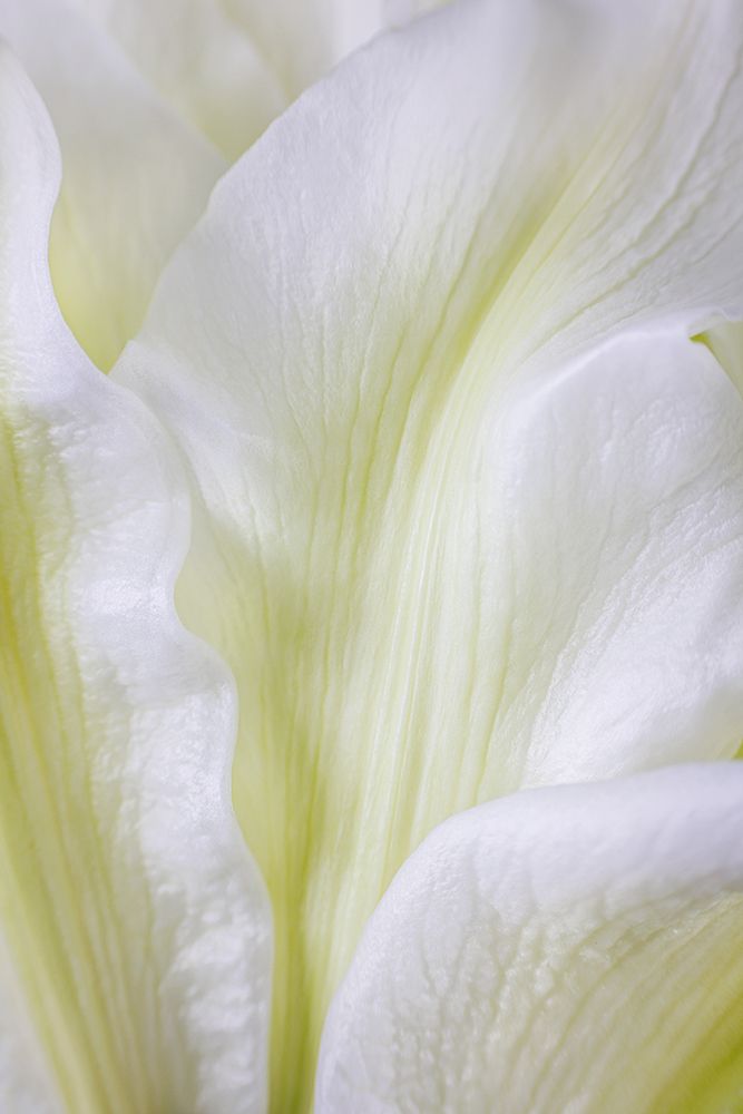 USA, Washington State, Seabeck. Roselily flower close-up. art print by Jaynes Gallery for $57.95 CAD