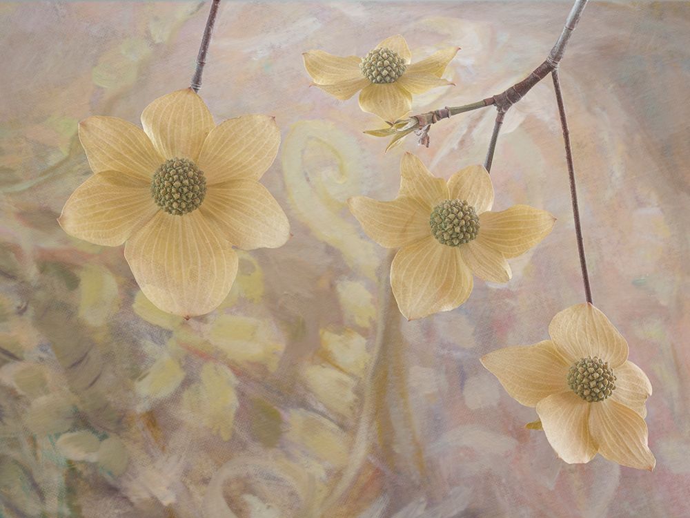 USA, Washington State, Seabeck. Close-up of Pacific dogwood flowers on tree. art print by Jaynes Gallery for $57.95 CAD
