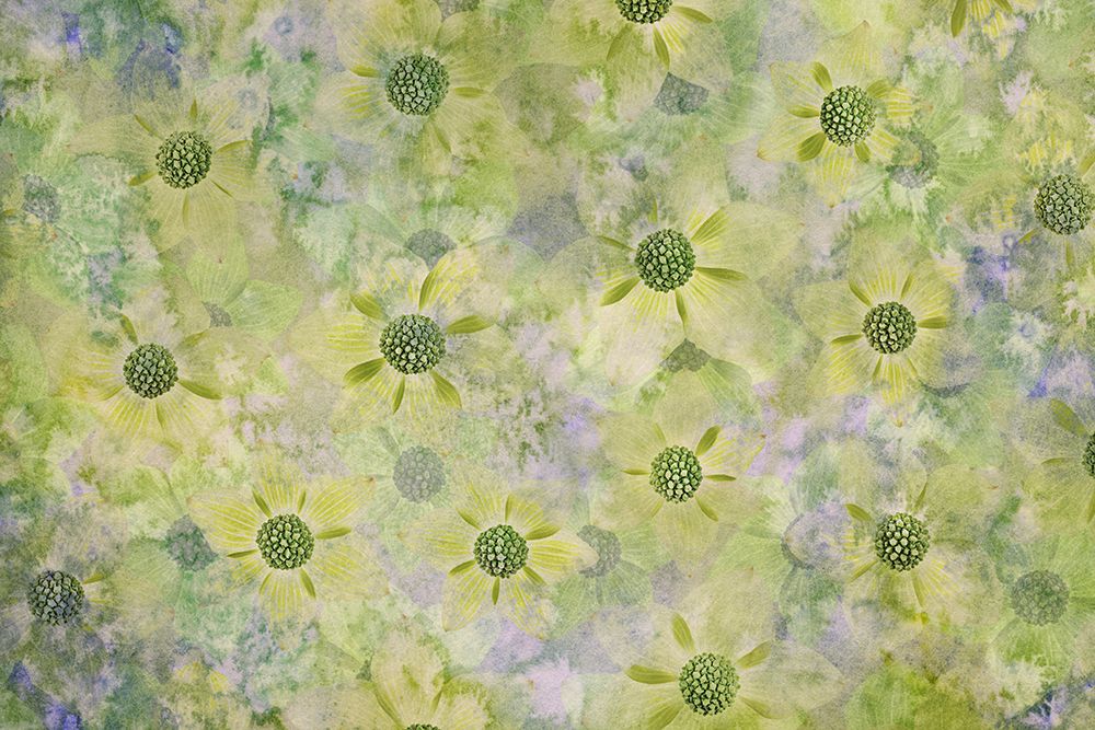 USA, Washington State, Seabeck. Abstract pattern of dogwood blossoms. art print by Jaynes Gallery for $57.95 CAD