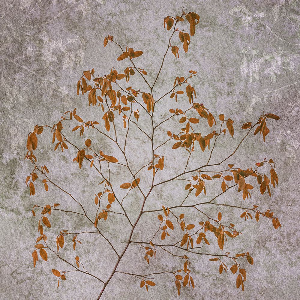 USA, Washington State, Seabeck. Red huckleberry branch. art print by Jaynes Gallery for $57.95 CAD