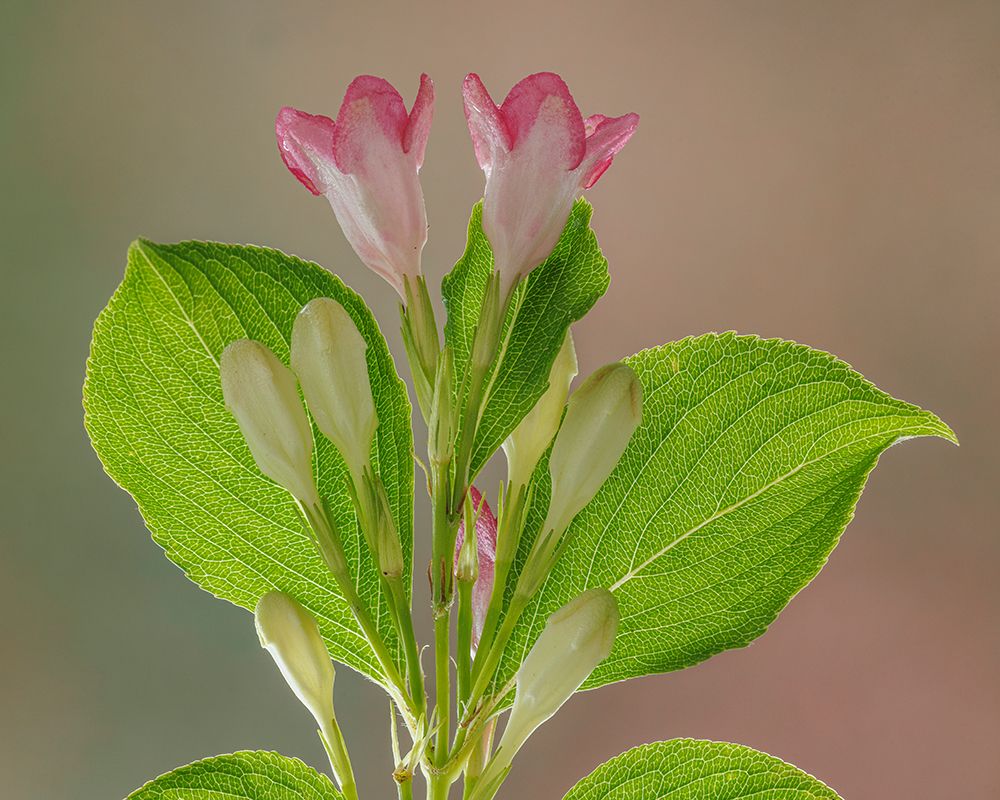 USA, Washington State, Seabeck. Close-up of weigela blossoms. art print by Jaynes Gallery for $57.95 CAD