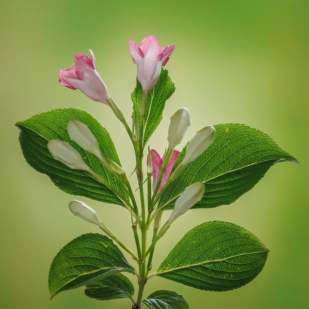USA, Washington State, Seabeck. Close-up of weigela blossoms. art print by Jaynes Gallery for $57.95 CAD