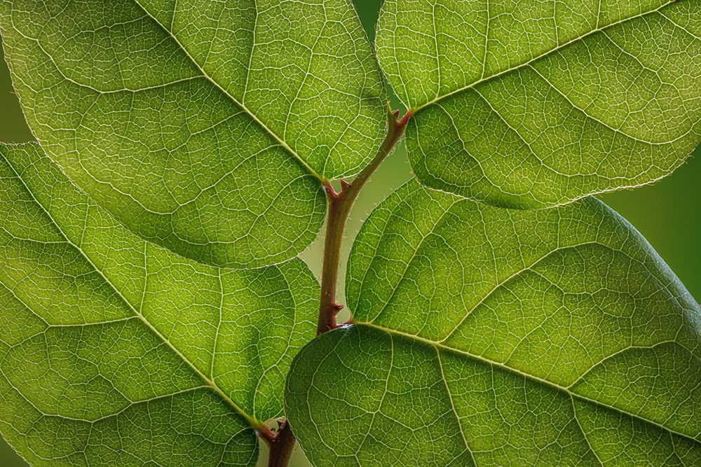 USA, Washington State, Seabeck. Salal leaves in spring. art print by Jaynes Gallery for $57.95 CAD