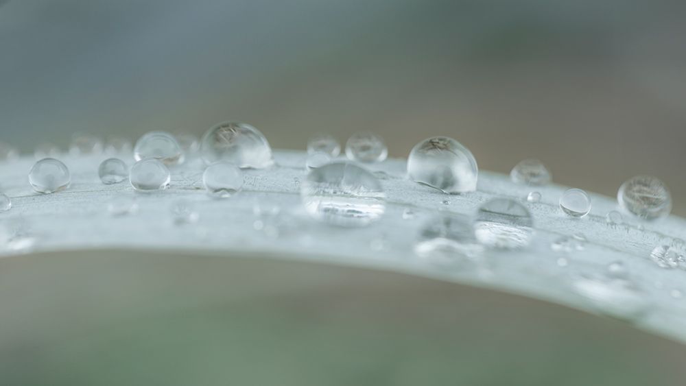 USA, Washington State, Seabeck. Raindrops on beach grass close-up. art print by Jaynes Gallery for $57.95 CAD
