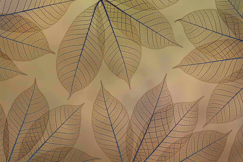 USA, Washington State, Seabeck. Pattern of skeletonized leaves. art print by Jaynes Gallery for $57.95 CAD