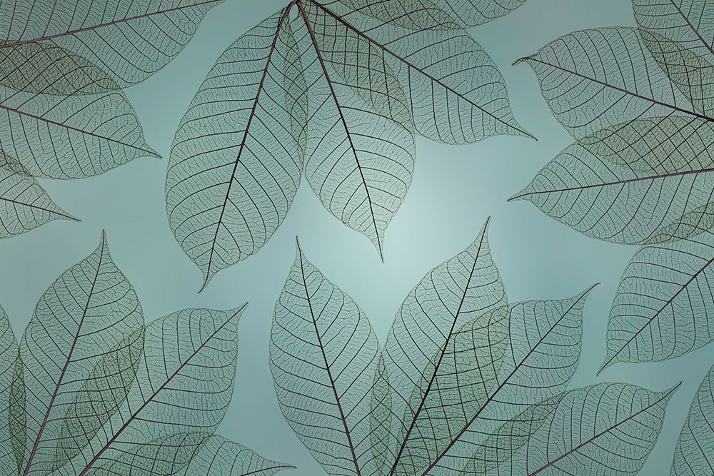 USA, Washington State, Seabeck. Pattern of skeletonized leaves. art print by Jaynes Gallery for $57.95 CAD