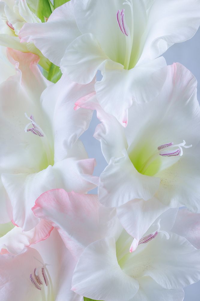 USA, Washington State, Seabeck. Close-up of white gladiola blossoms. art print by Jaynes Gallery for $57.95 CAD