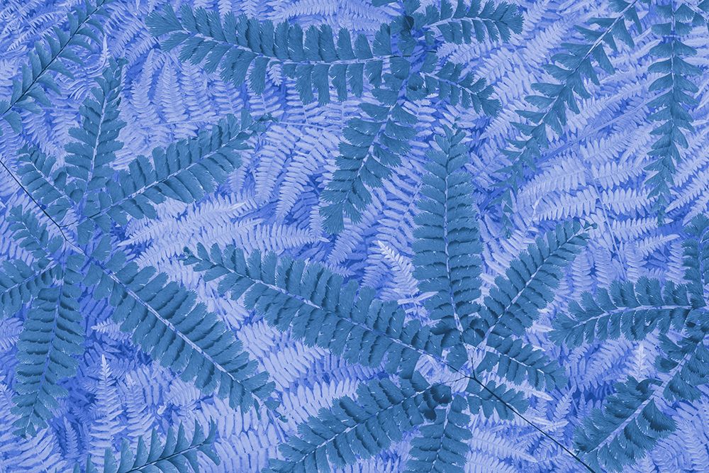USA, Washington State, Seabeck. Composite of maidenhair and bracken fern pattern. art print by Jaynes Gallery for $57.95 CAD