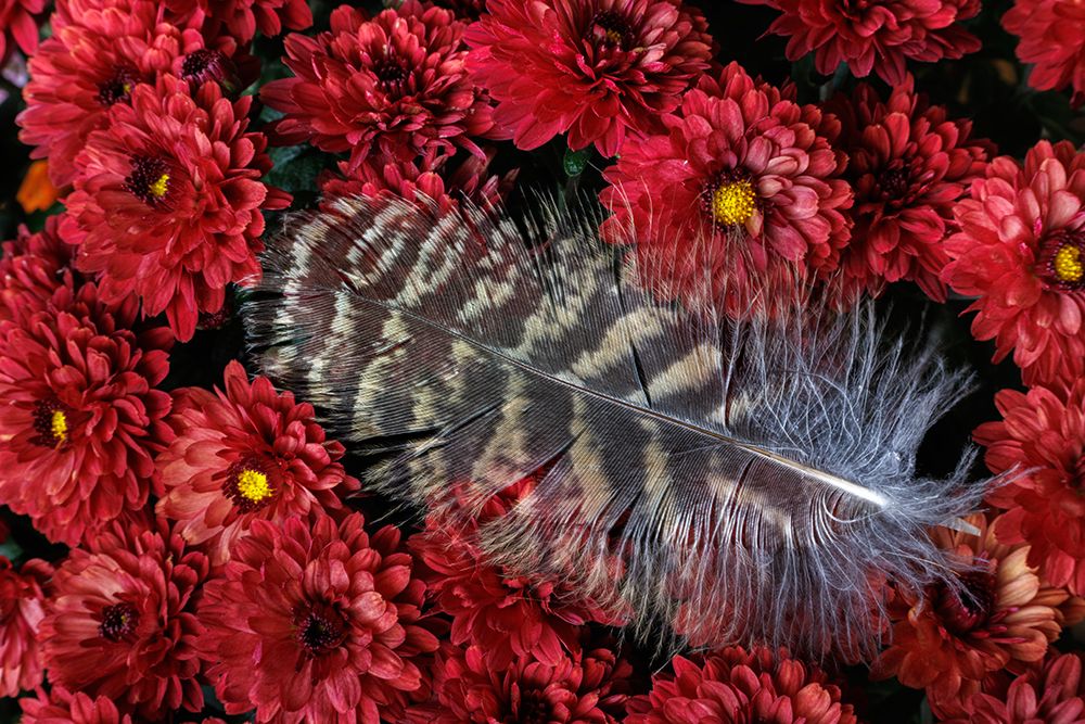 USA, Washington State, Seabeck. Hawk feather on chrysanthemum flowers. art print by Jaynes Gallery for $57.95 CAD