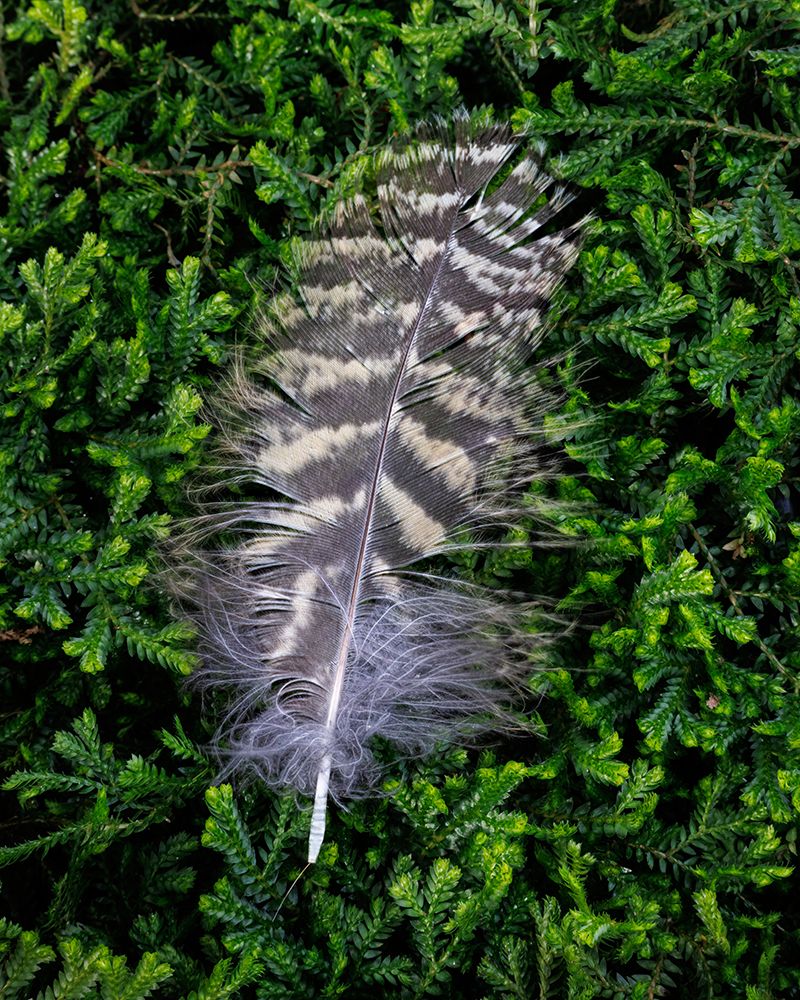 USA, Washington State, Seabeck. Hawk feather on moss. art print by Jaynes Gallery for $57.95 CAD