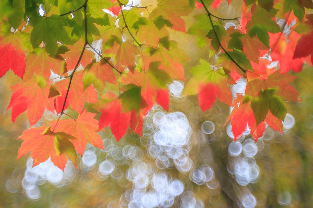 USA, Washington State, Seabeck. Vine maple leaves abstract in autumn. art print by Jaynes Gallery for $57.95 CAD