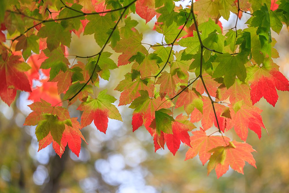 USA, Washington State, Seabeck. Vine maple leaves abstract in autumn. art print by Jaynes Gallery for $57.95 CAD