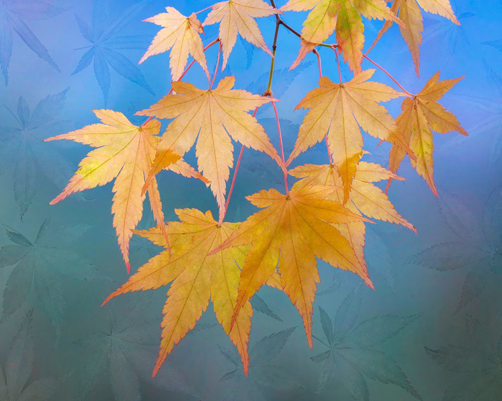 USA, Washington State, Seabeck. Japanese maple leaves in autumn. art print by Jaynes Gallery for $57.95 CAD