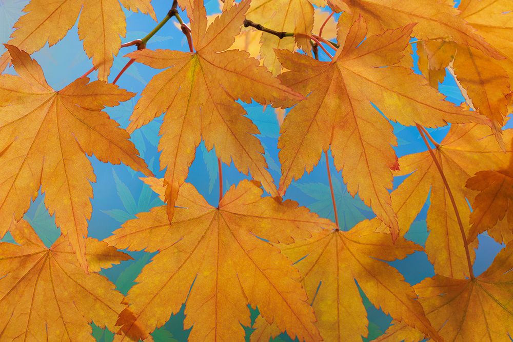 USA, Washington State, Seabeck. Japanese maple leaves in autumn. art print by Jaynes Gallery for $57.95 CAD