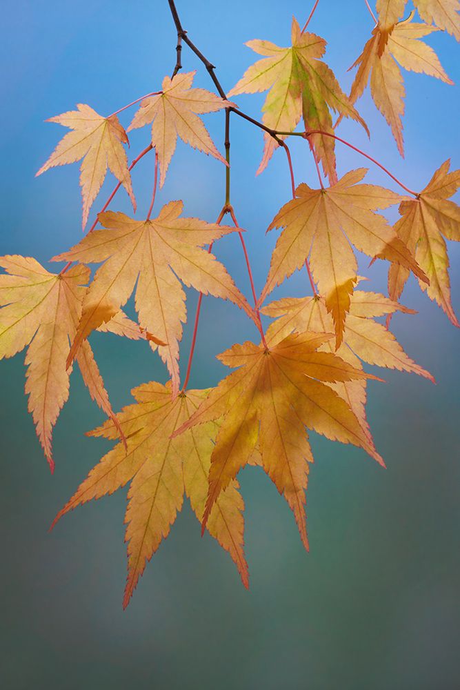 USA, Washington State, Seabeck. Japanese maple leaves in autumn. art print by Jaynes Gallery for $57.95 CAD