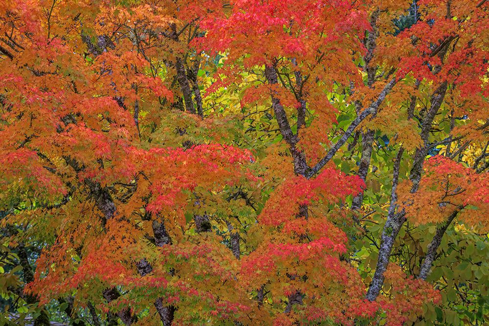 USA, Washington State, Seabeck. Japanese maple tree in autumn. art print by Jaynes Gallery for $57.95 CAD