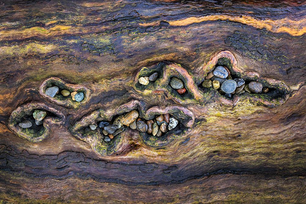 USA, Washington State, Seabeck. Close-up of beach rocks in driftwood. art print by Jaynes Gallery for $57.95 CAD