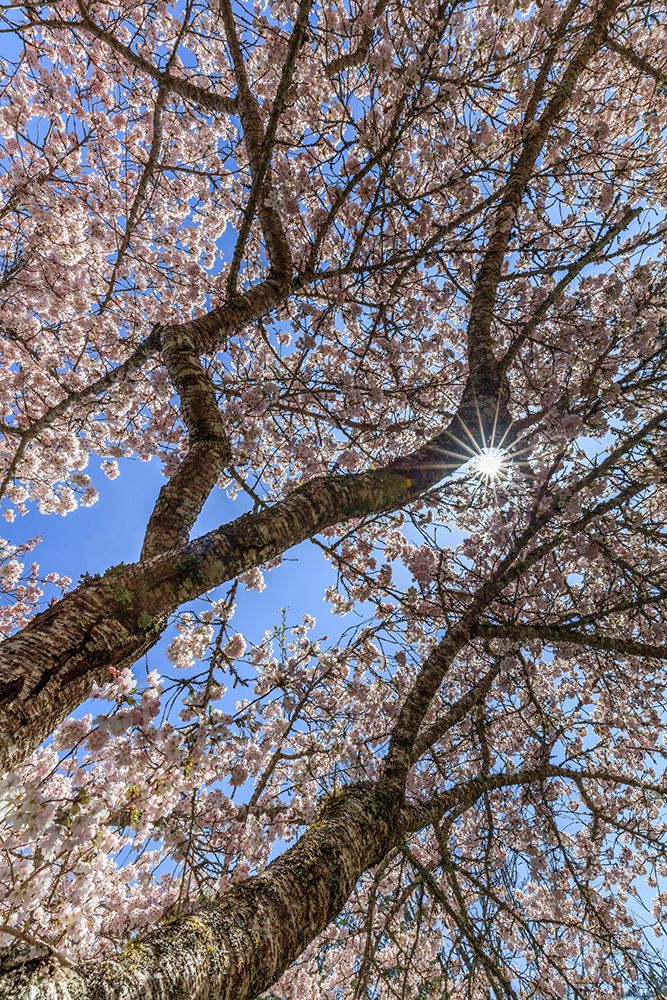 USA, Washington State, Seabeck. Flowering cherry blossoms and blue sky in spring. art print by Jaynes Gallery for $57.95 CAD