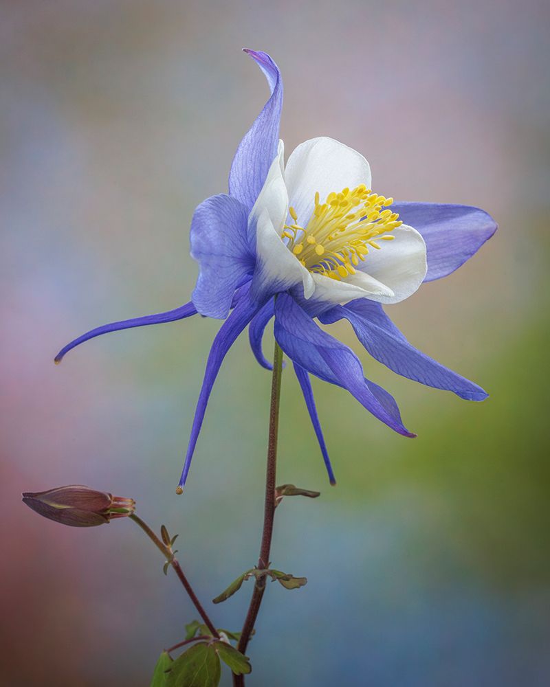 USA, Washington State, Seabeck. Close-up of blue columbine flower. art print by Jaynes Gallery for $57.95 CAD