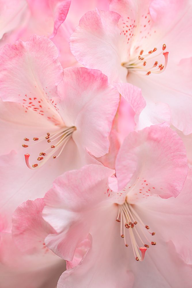 USA, Washington State, Seabeck. Pink rhododendron flower close-up. art print by Jaynes Gallery for $57.95 CAD