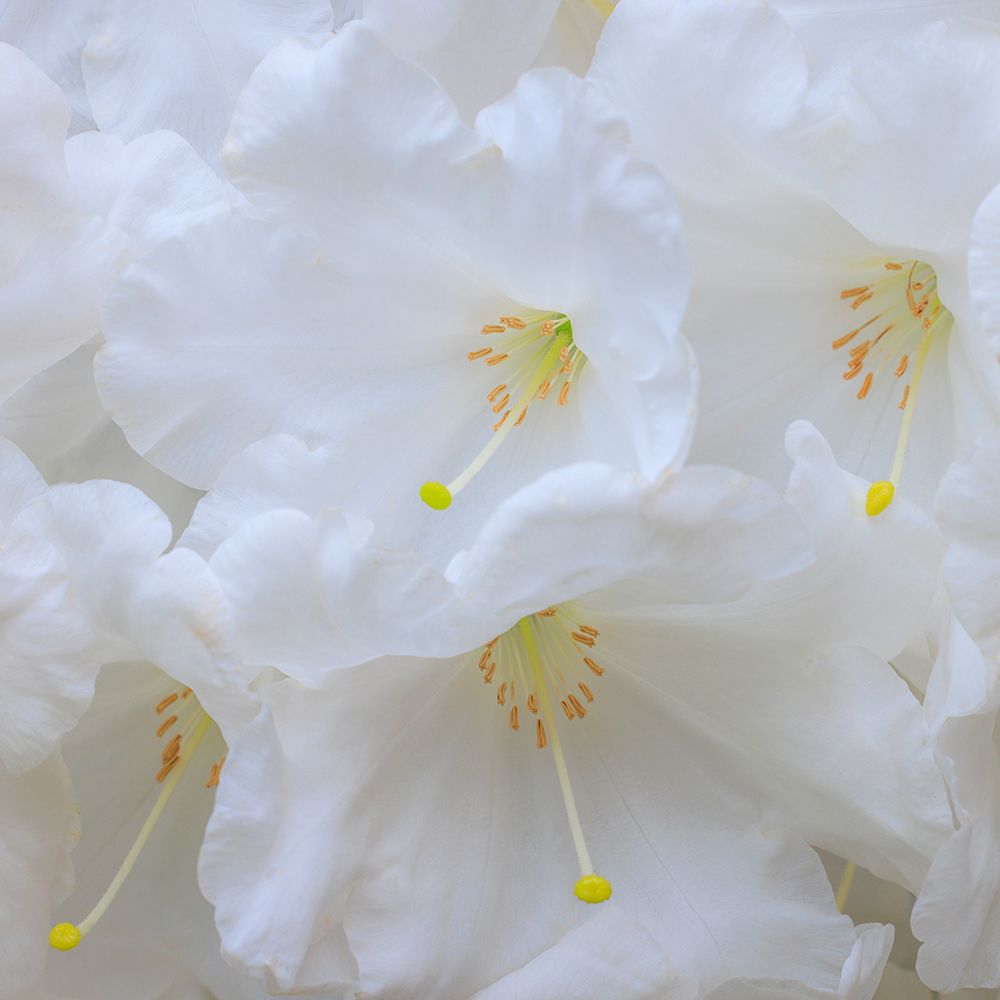 USA, Washington State, Seabeck. White rhododendron flower close-up. art print by Jaynes Gallery for $57.95 CAD