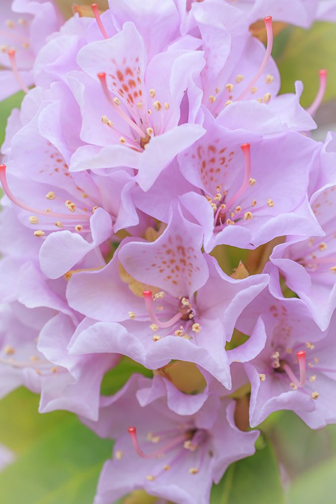 USA, Washington State, Seabeck. Pink rhododendron flower close-up. art print by Jaynes Gallery for $57.95 CAD