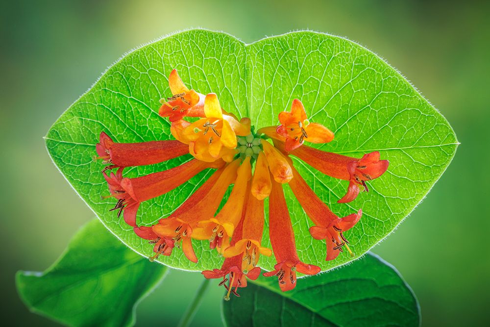 USA, Washington State, Seabeck. Trumpet honeysuckle flowers close-up. art print by Jaynes Gallery for $57.95 CAD