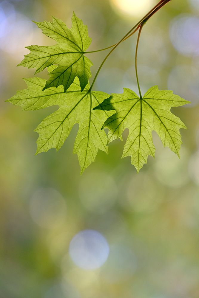 USA, Washington State, Seabeck. Close-up of bigleaf maple leaves in spring. art print by Jaynes Gallery for $57.95 CAD
