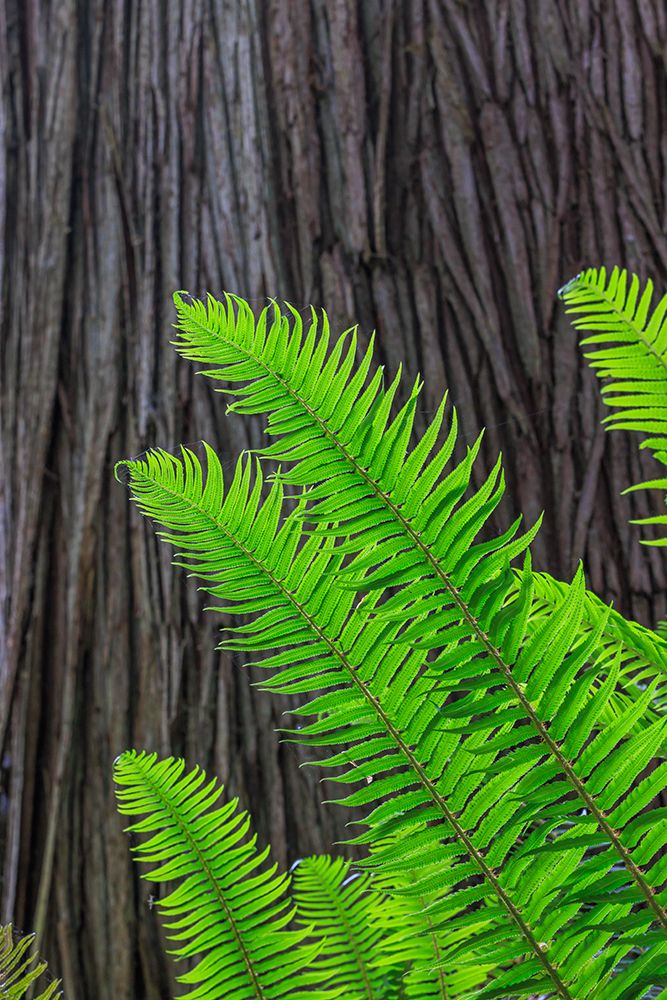 USA, Washington State, Seabeck. Sword ferns and cedar tree trunk. art print by Jaynes Gallery for $57.95 CAD