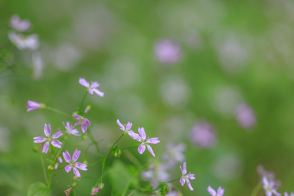 USA, Washington State, Seabeck. Siberian miners lettuce flowers close-up. art print by Jaynes Gallery for $57.95 CAD