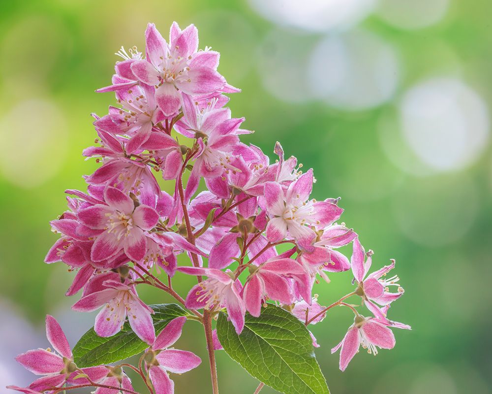 USA, Washington State, Seabeck. Deutzia blossoms close-up. art print by Jaynes Gallery for $57.95 CAD