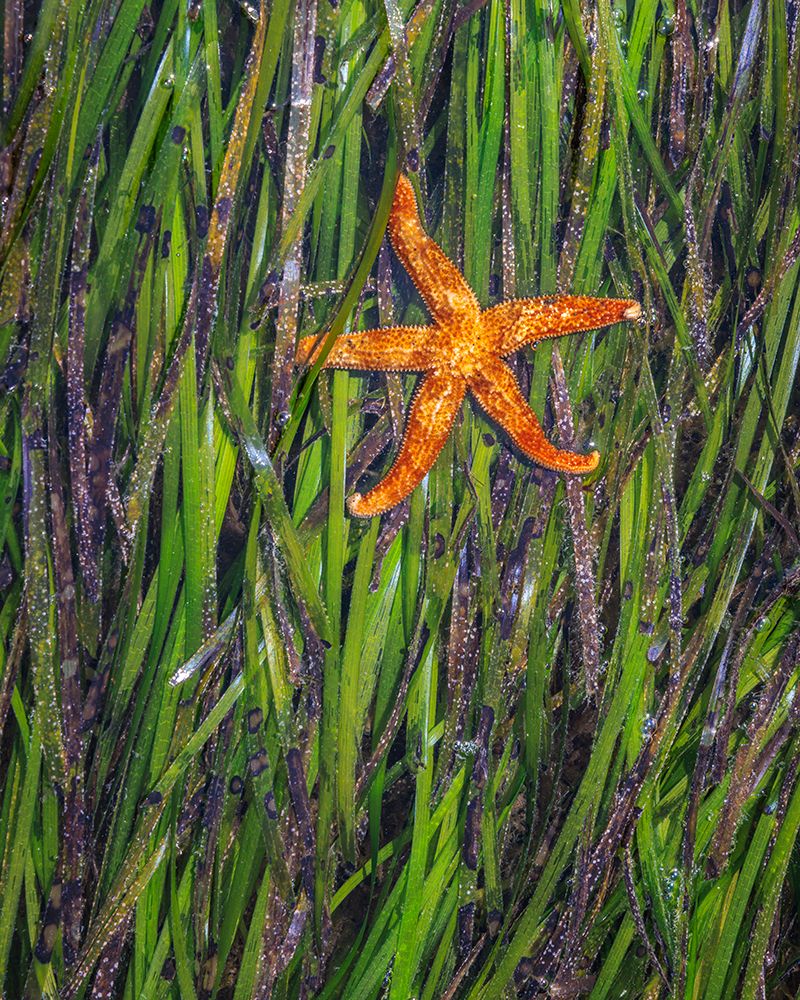 USA, Washington State, Seabeck. Eel grass and starfish at low tide on Hood Canal. art print by Jaynes Gallery for $57.95 CAD